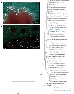 Multipotential Alkaline Protease From a Novel Pyxidicoccus sp. 252: Ecofriendly Replacement to Various Chemical Processes